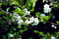 途中に咲いていた山桜