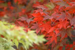 紅葉