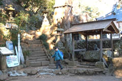 顕鏡寺の巨木